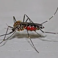 הדברת תיקנים