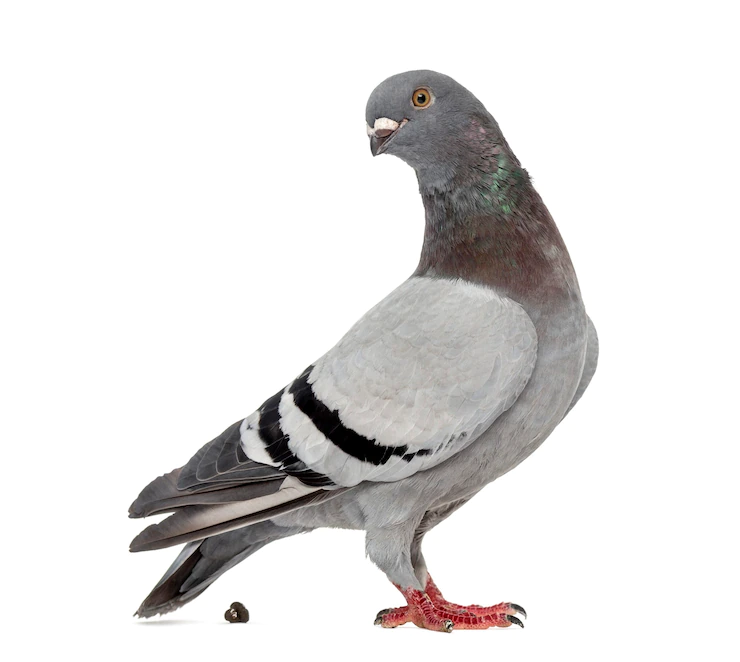 הרחקת יונים