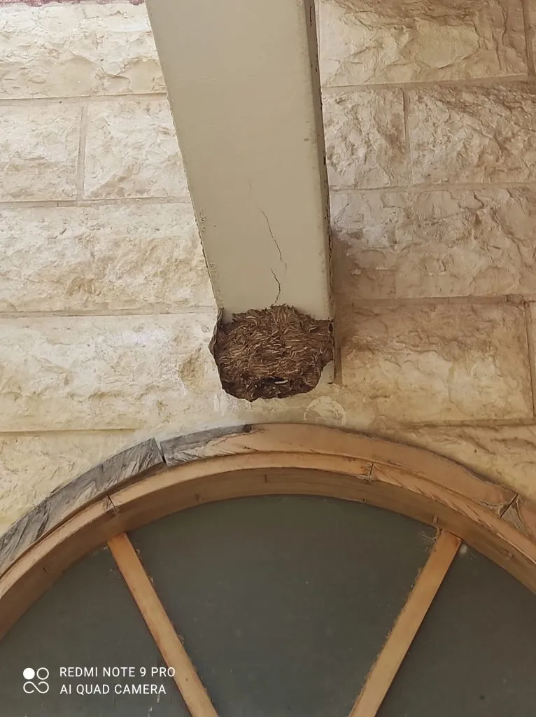 הדברת צרעות — בנדה הדברות