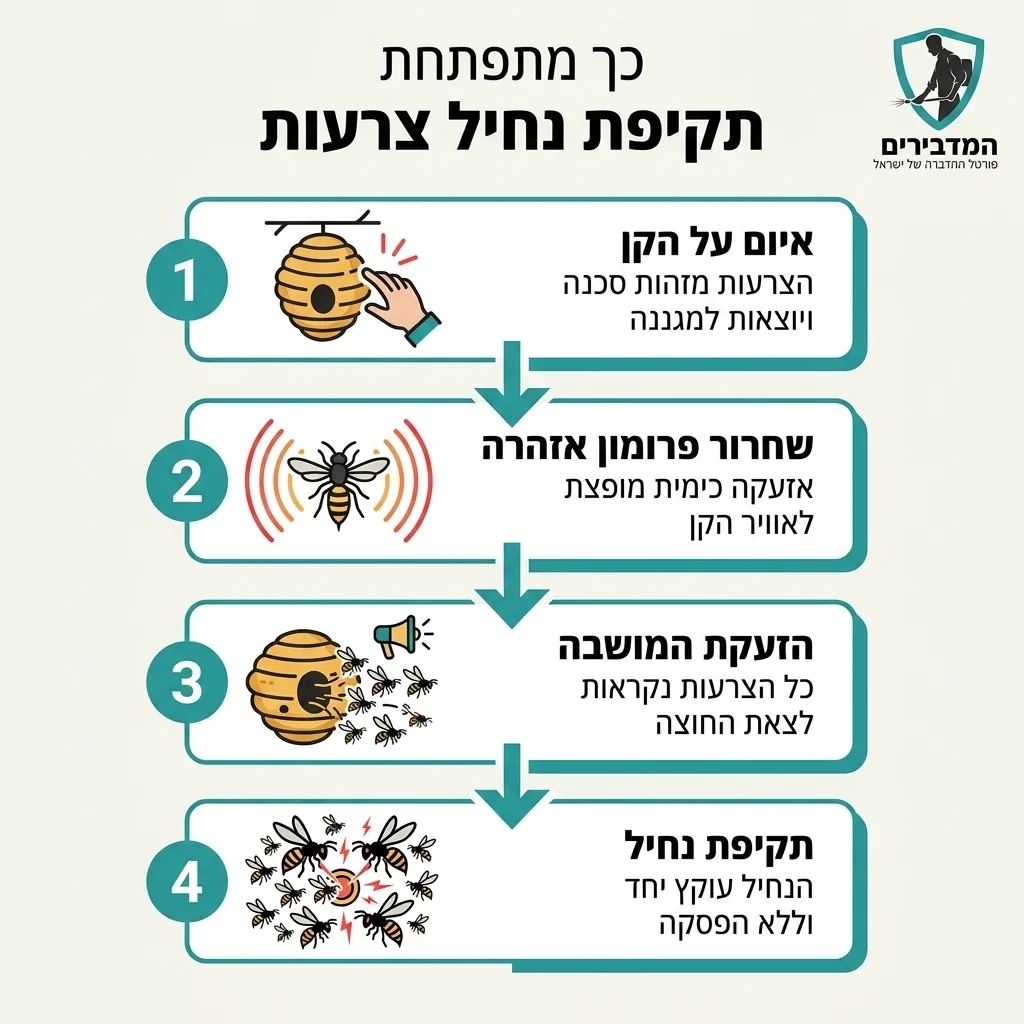 אינפוגרפיקה — כך מתפתחת תקיפת נחיל צרעות: איום על הקן, שחרור פרומון אזהרה, הזעקת המושבה, תקיפת נחיל